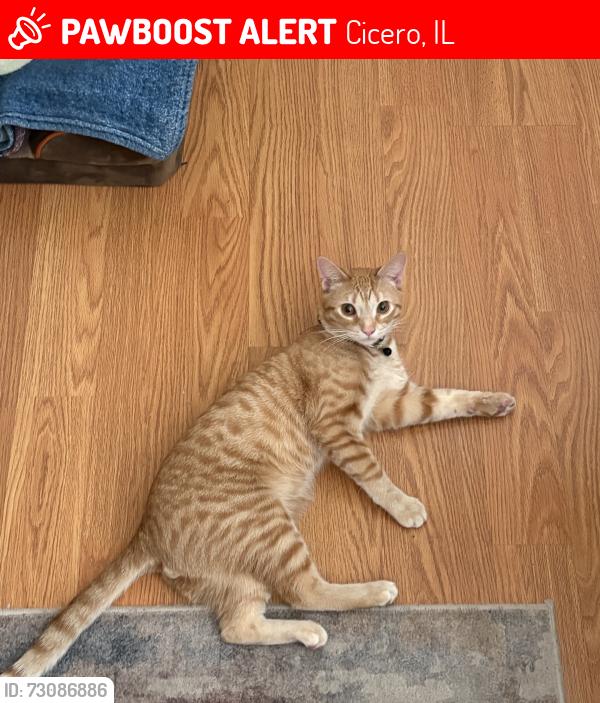 Lost Male Cat last seen Last seen near 24th street and 54th ave, Cicero, IL 60804