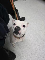 Shelter Stray Male Dog last seen Near Middleton St, Oakland, CA, 1101 29th Ave, Oakland, CA 94601, USA