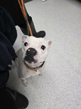 Shelter Stray Male Dog last seen Near Middleton St, Oakland, CA, 1101 29th Ave, Oakland, CA 94601, USA