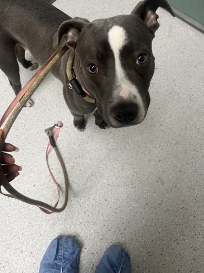 Shelter Stray Male Dog last seen Near Harrison St, Oakland, CA, 1101 29th Ave, Oakland, CA 94601, USA