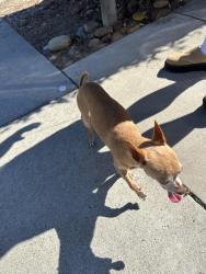 Found/Stray Female Dog last seen By Oneida and prewett , Antioch, CA 94531