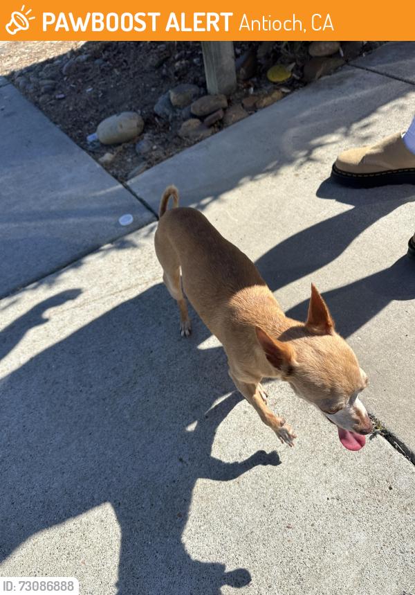 Found/Stray Female Dog last seen By Oneida and prewett , Antioch, CA 94531