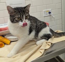 Shelter Stray Male Cat last seen Near Thirkeld ave, Atlanta, GA, 1251 Fulton Industrial Blvd NW, Atlanta, GA 30336, USA