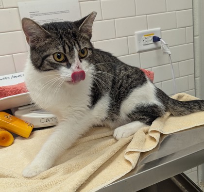 Shelter Stray Male Cat last seen Near Thirkeld ave, Atlanta, GA, 1251 Fulton Industrial Blvd NW, Atlanta, GA 30336, USA