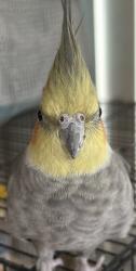 Lost Male Bird last seen Cogswell Rd & Exline St, El Monte, CA 91732