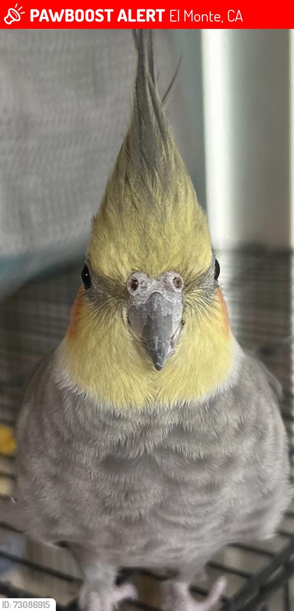 Lost Male Bird last seen Cogswell Rd & Exline St, El Monte, CA 91732