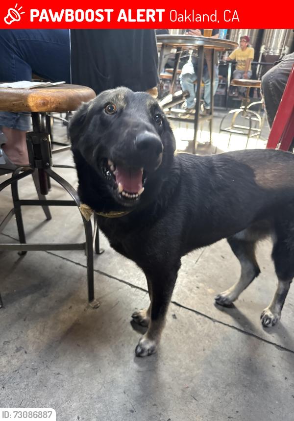Lost Female Dog last seen 3rd and castro, Oakland, CA 94607