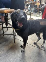 Lost Female Dog last seen 3rd and castro, Oakland, CA 94607