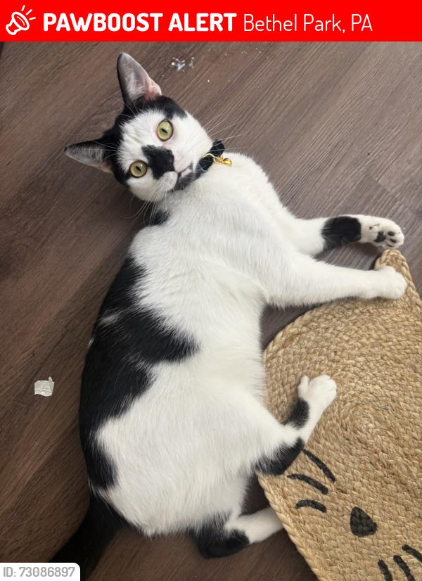 Lost Male Cat last seen Santa Fe drive off of Oregon trail area, Bethel Park, PA 15102