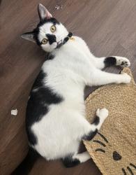 Lost Male Cat last seen Santa Fe drive off of Oregon trail area, Bethel Park, PA 15102