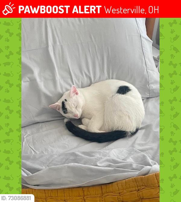 Lost Male Cat last seen University St by Otterbein University , Westerville, OH 43081