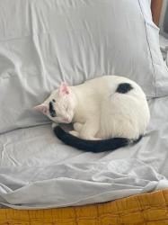 Lost Male Cat last seen University St by Otterbein University , Westerville, OH 43081