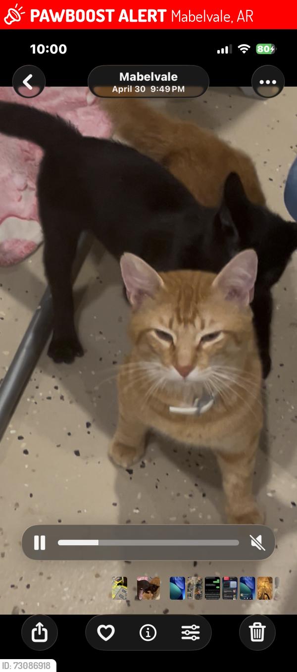 Lost Male Cat last seen Sardis road, Mabelvale, AR 72103