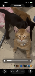 Lost Male Cat last seen Sardis road, Mabelvale, AR 72103