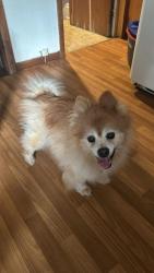 Reunited Male Dog last seen Near Sw 132nd st Ocala Fl 34473, Ocala, FL 34473