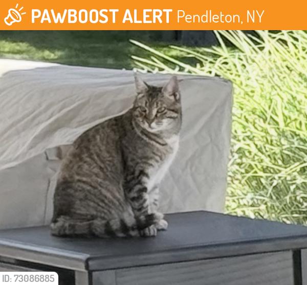 Found/Stray Unknown Cat last seen Irish and Tonawanda Creek, Pendleton, NY 14228