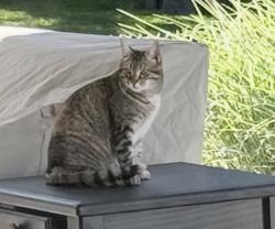 Found/Stray Unknown Cat last seen Irish and Tonawanda Creek, Pendleton, NY 14228