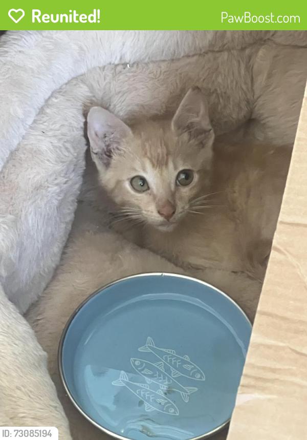 Reunited Male Cat last seen Near town park Dr, Houston, TX 77036
