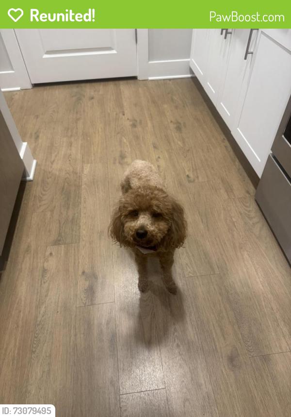 Reunited Male Dog last seen Jackson st - lawrenceville GA, Lawrenceville, GA 30046