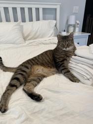 Lost Unknown Cat last seen Unthank Park, Portland, OR 97227