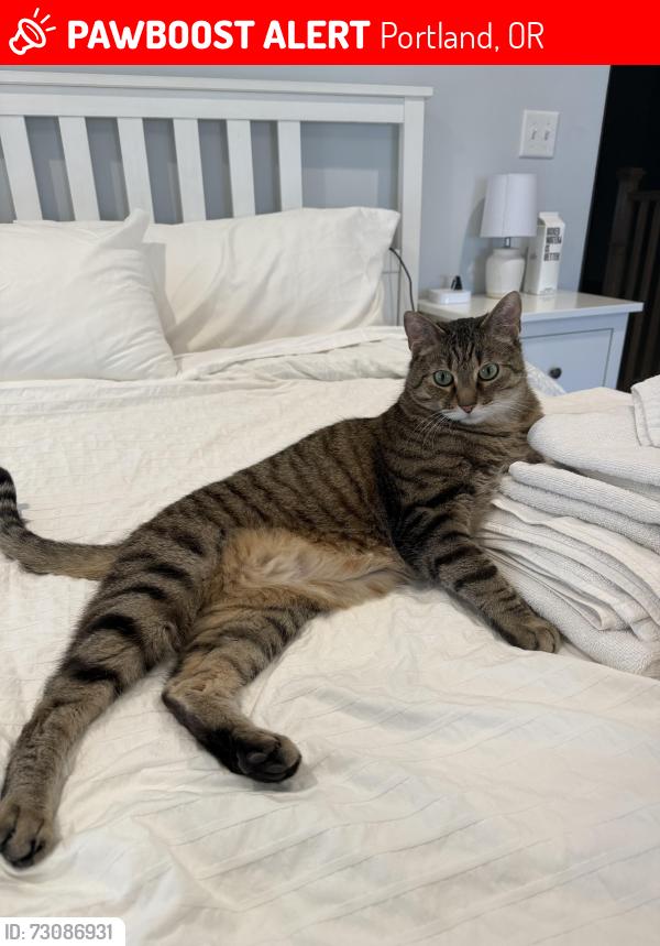 Lost Unknown Cat last seen Unthank Park, Portland, OR 97227
