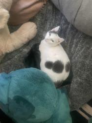Reunited Female Cat last seen Alta Road / Agnes Road, Oakland, CA 94618