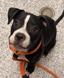 Shelter Stray Female Dog last seen W 8th Ave// Allison St, Lakewood, CO, 80226, 580 McIntyre St, Golden, CO 80401, USA
