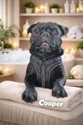 Lost Male Dog last seen Sleetridge Drive Las Vegas, Las Vegas, NV 89123
