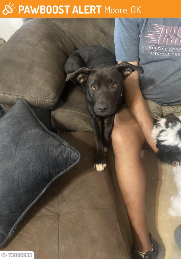 Found/Stray Female Dog last seen Eastern and NE 27th Street Moore, Moore, OK 73160