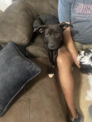 Found/Stray Female Dog last seen Eastern and NE 27th Street Moore, Moore, OK 73160
