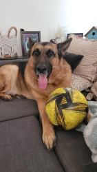 Lost Male Dog last seen Washington and South second, El Cajon, CA 92019