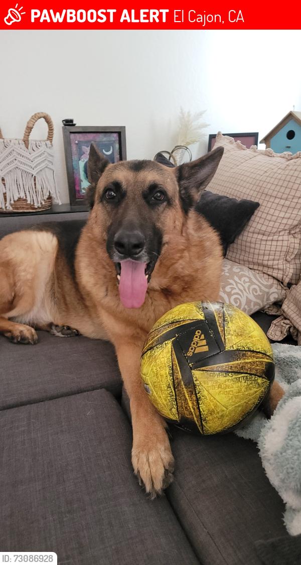 Lost Male Dog last seen Washington and South second, El Cajon, CA 92019
