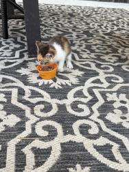 Lost Female Cat last seen By the precinct 3 dumb, San Jacinto County, TX 77328