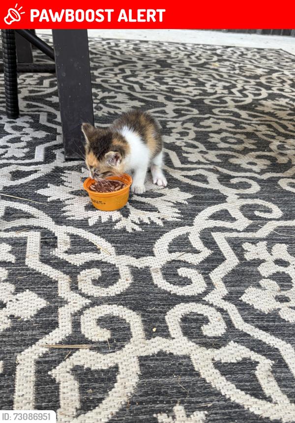Lost Female Cat last seen By the precinct 3 dumb, San Jacinto County, TX 77328