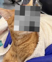Found/Stray Female Cat last seen Village on memorial, Houston, TX 77079