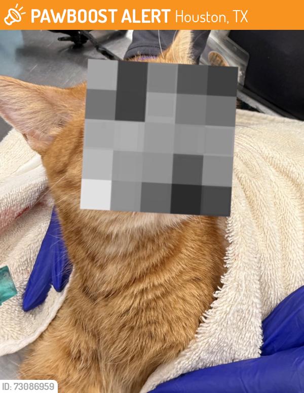 Found/Stray Female Cat last seen Village on memorial, Houston, TX 77079
