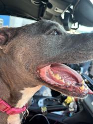 Found/Stray Female Dog last seen Walmart parking lot, Midwest City, OK 73130