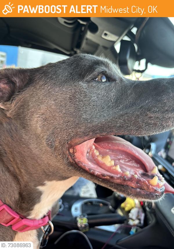 Found/Stray Female Dog last seen Walmart parking lot, Midwest City, OK 73130