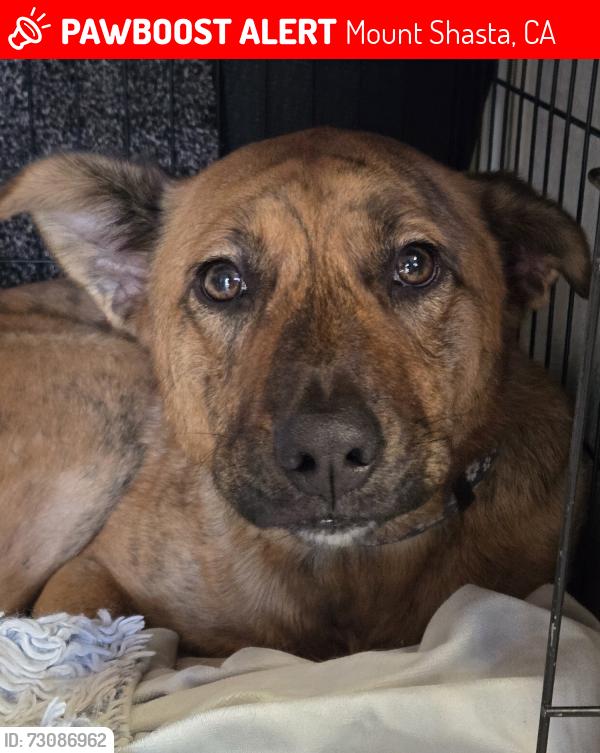 Lost Female Dog last seen Azalea and South Old Stage Rd., Mount Shasta, CA 96067