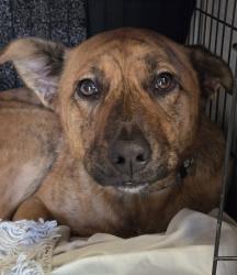 Lost Female Dog last seen Azalea and South Old Stage Rd., Mount Shasta, CA 96067