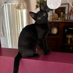 Shelter Stray Female Cat last seen , 8020 Washington St, Port Richey, FL 34668, USA