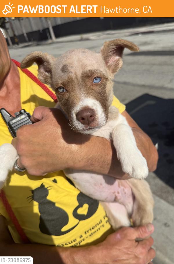 Found/Stray Male Dog last seen Wingstop, Hawthorne, CA 90250