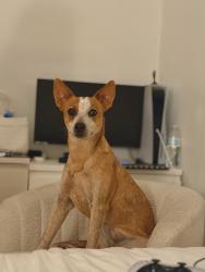 Reunited Female Dog last seen Near S Austin Blvd, Cicero, IL 60804, USA, Cicero, IL 60804