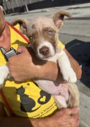 Found/Stray Male Dog last seen Wingstop, Hawthorne, CA 90250