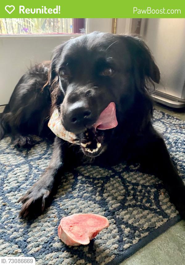 Reunited Female Dog last seen S Pacific Ave & Friendship Ave, Pittsburgh, PA 15224