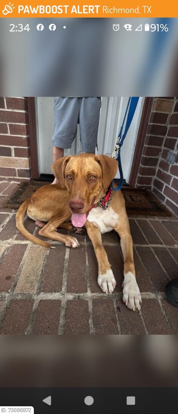 Found/Stray Male Dog last seen Tara Blue Ridge and Savannah Moss Dr, Richmond, TX 77469