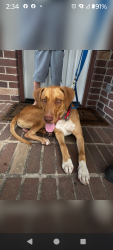 Found/Stray Male Dog last seen Tara Blue Ridge and Savannah Moss Dr, Richmond, TX 77469