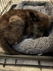 Found/Stray Male Dog last seen Near & Willie McCloud Rd, Taylorsville, NC 28681