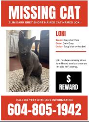 Lost Male Cat last seen 144A street 77ave, Surrey, BC 