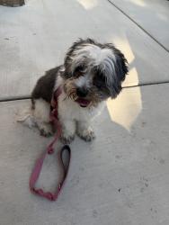 Found/Stray Male Dog last seen seeley, Chicago, IL 60645